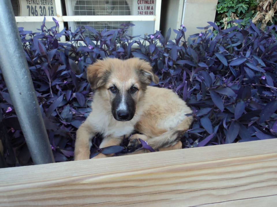 Unser vierbeiniger Hundefreund :-) Trendy Palm Beach (Adults Only, 16+)