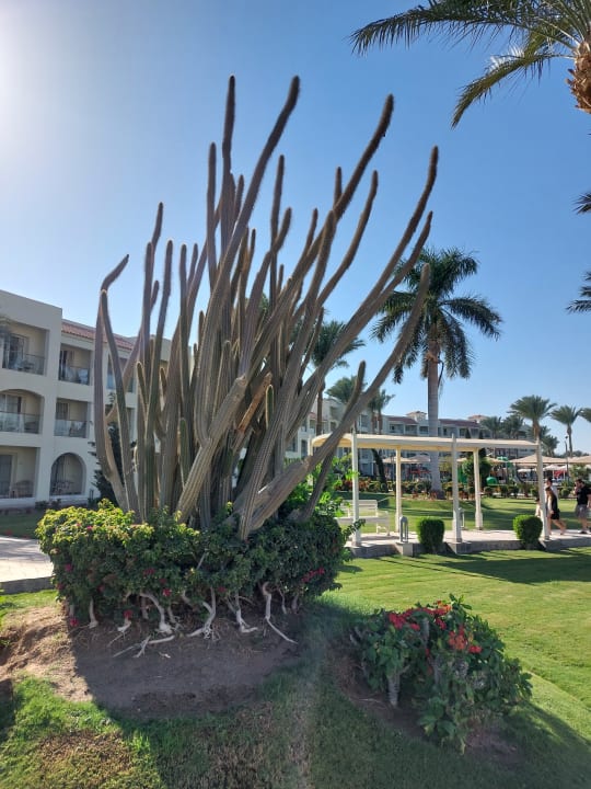 Gartenanlage Pickalbatros Dana Beach Resort - Hurghada