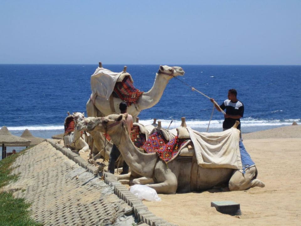 Kamele am Strand des Akassias Sentido Akassia Beach