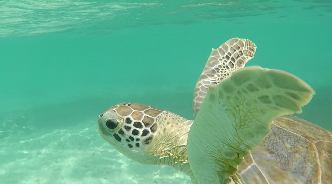 Sport & Freizeit Akumal Bay Beach & Wellness Resort