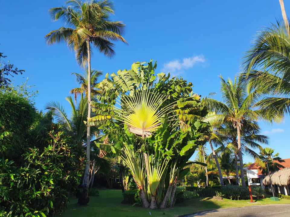 Gartenanlage Hotel Grand Palladium Palace Resort, Spa & Casino