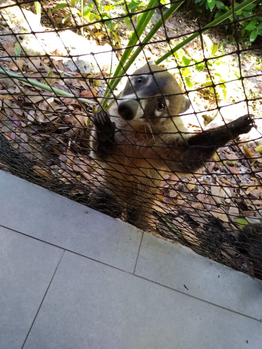 Gartenanlage Catalonia Playa Maroma