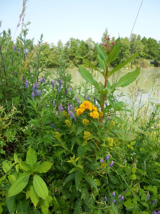 Blümchen am Inn Pension Salzingerhof