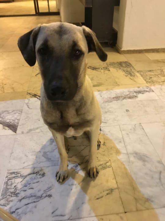 Sonstiges Dogan Paradise Beach