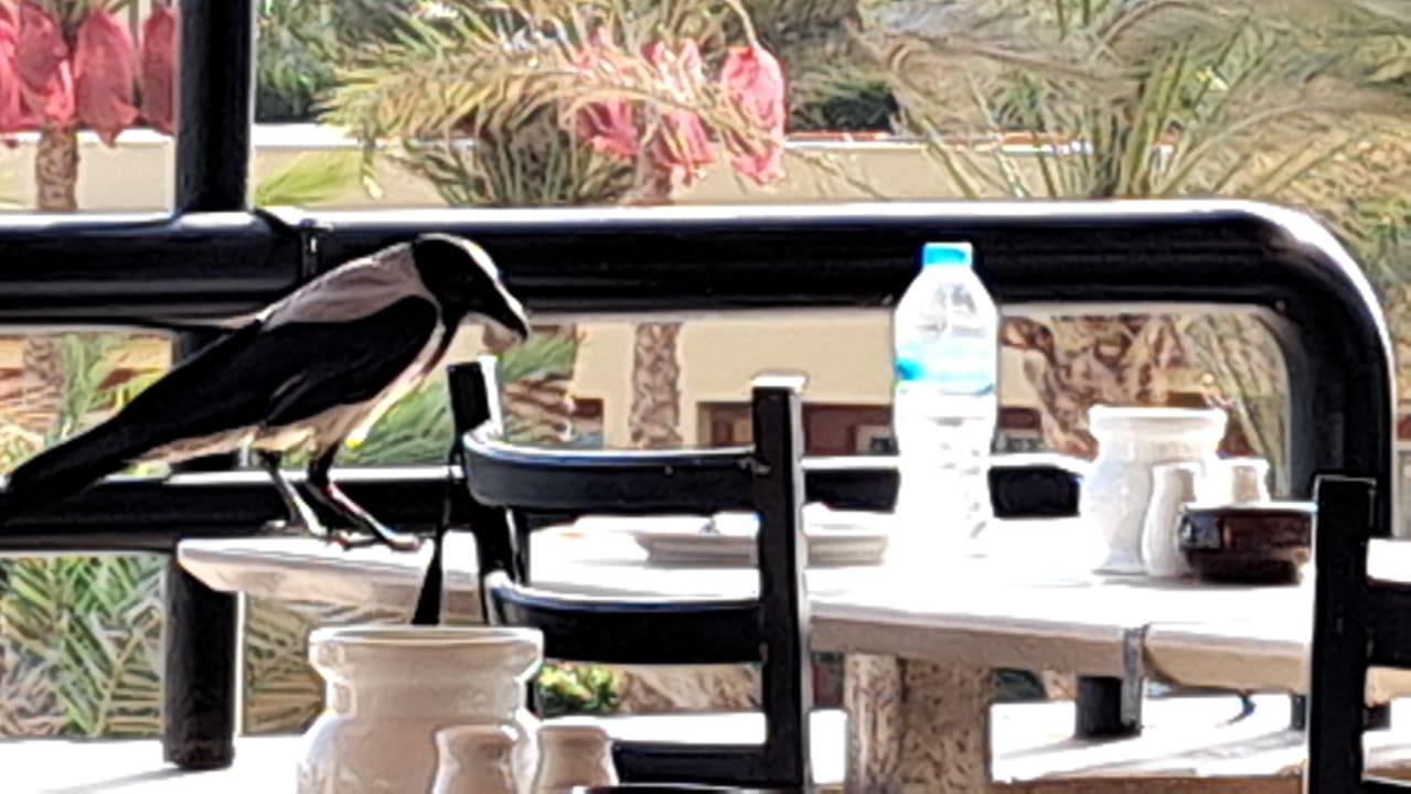 Gastro Malikia Resort Abu Dabbab