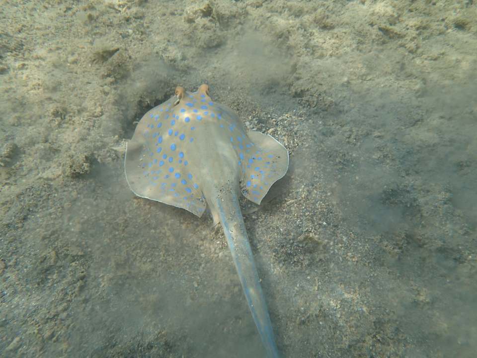 Rochen Pickalbatros Citadel Resort