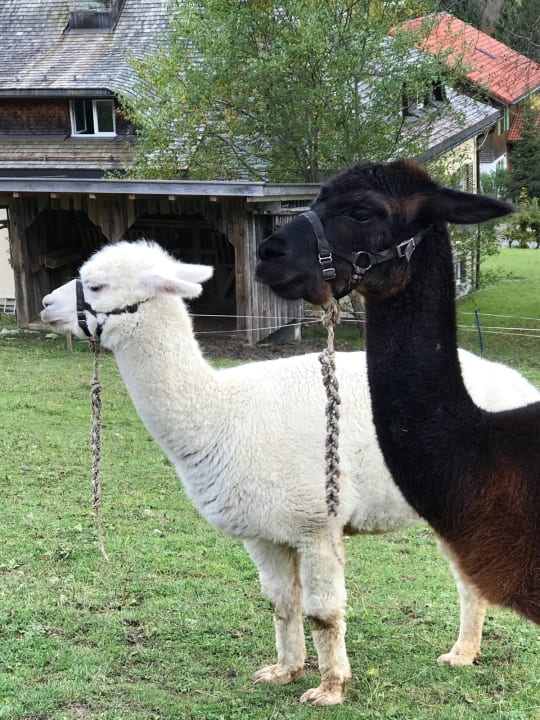 Sonstiges Oberjoch - Familux Resort