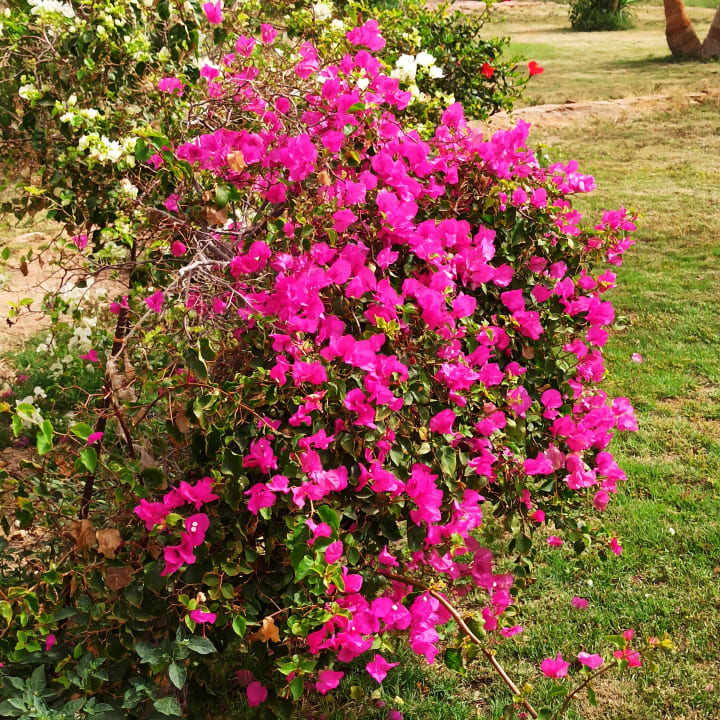 Gartenanlage Pensée Royal Garden Beach Resort