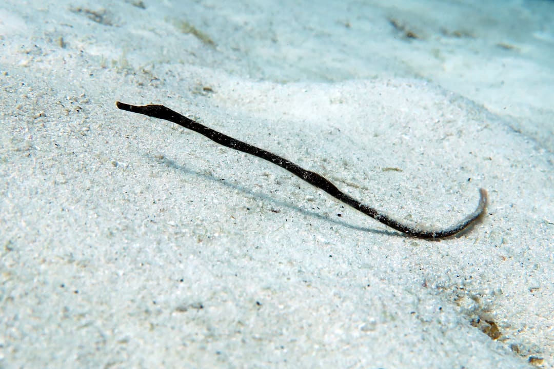 Sport & Freizeit Adaaran Select Meedhupparu Island Resort - Premium All Inclusive