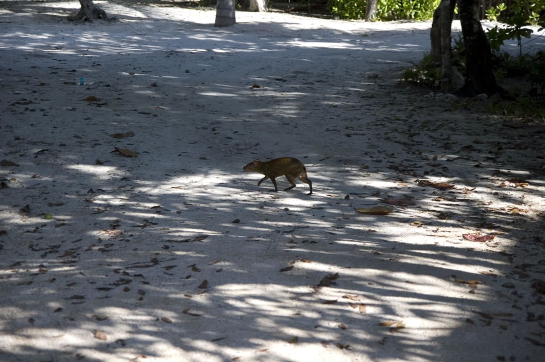 Aguti - auch in Mexiko nicht mehr oft zu sehen Grand Palladium Kantenah Resort & Spa