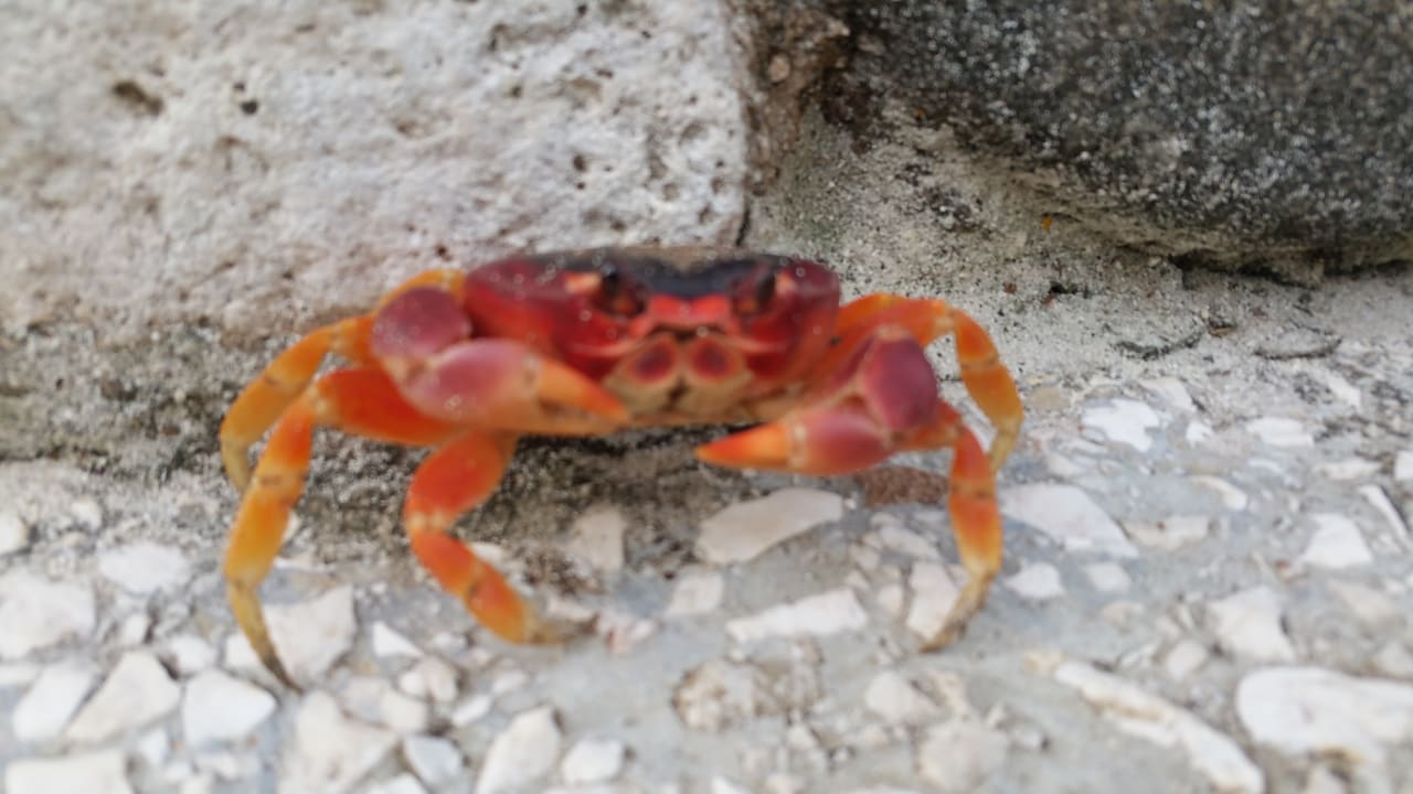 Strand Sol Rio De Luna y Mares