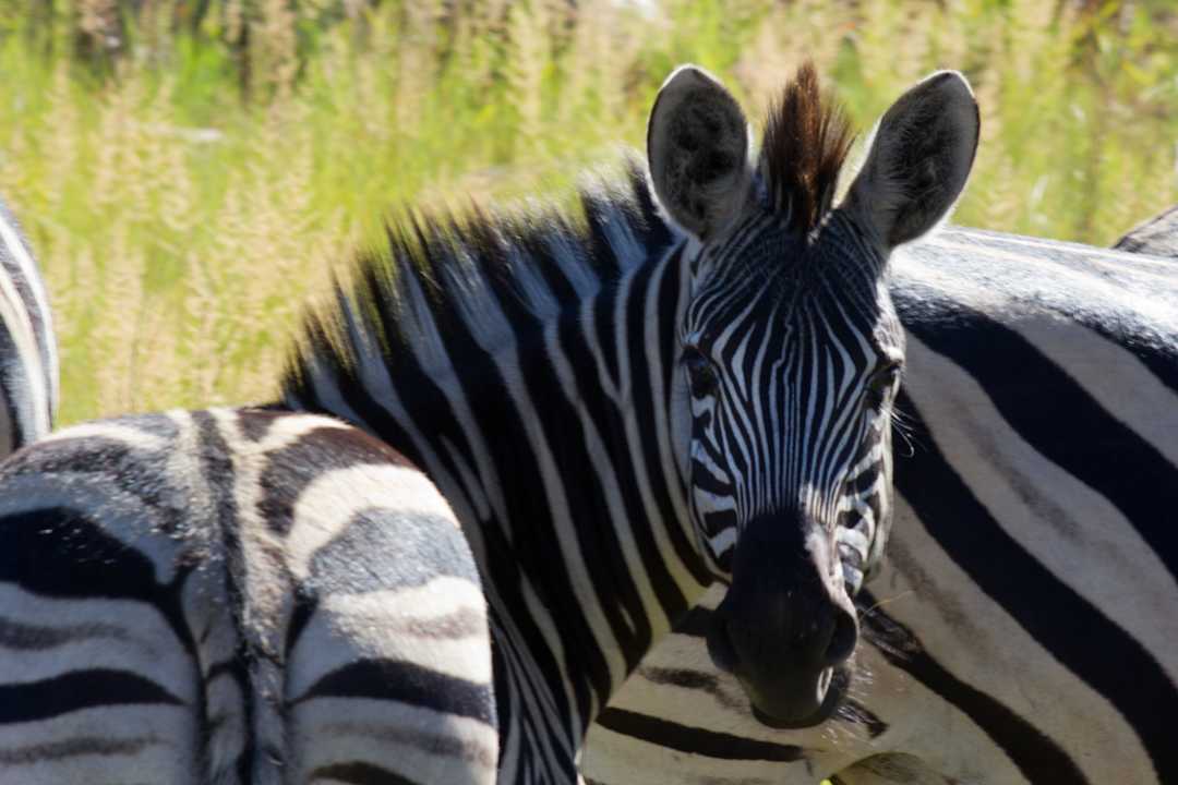 Wildlife Kololo Game Reserve Accommodation