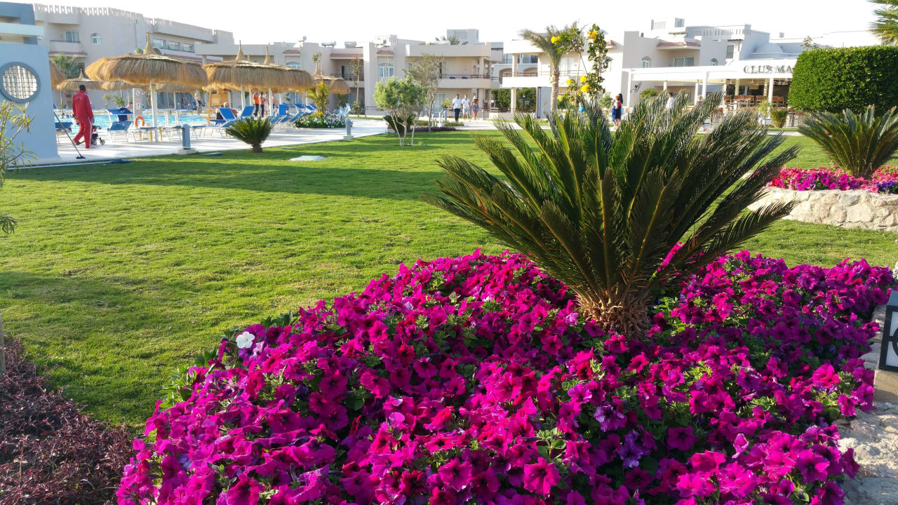 Schöne Blumen Pickalbatros Royal Moderna Resort-Sharm El Sheikh