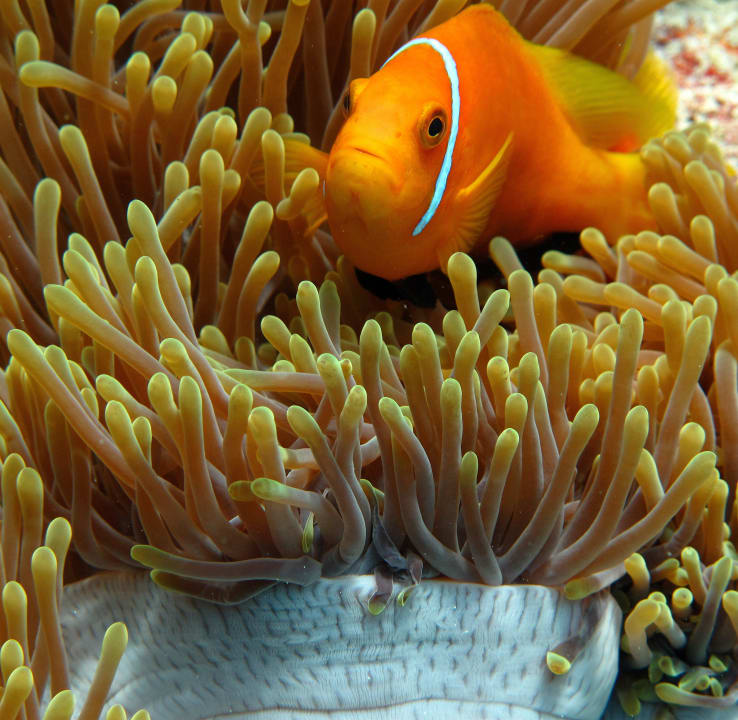 Clownfisch mit Anemone Embudu Village