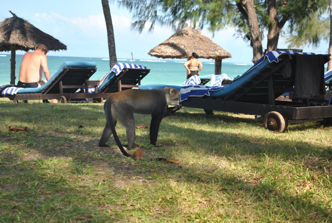 Sonstiges Hotel Diani Sea Lodge