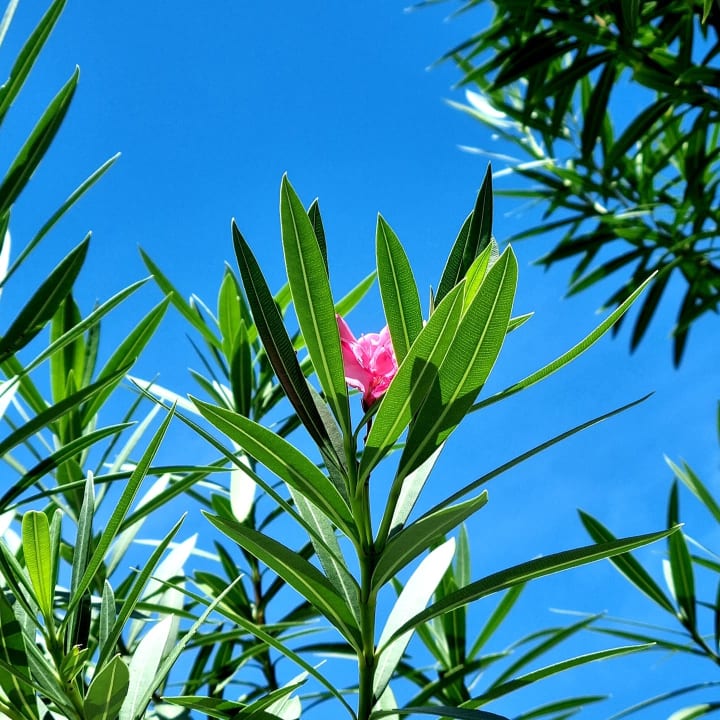 Gartenanlage Hondaafushi Island Resort