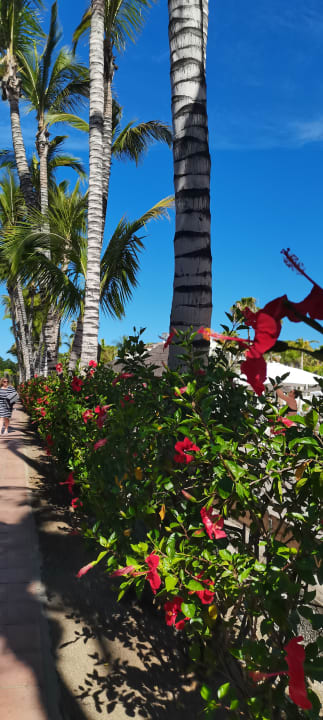 Gartenanlage Tabaiba & Maspalomas Princess