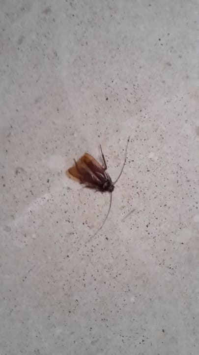 Kakerlake Suites & Villas by Dunas