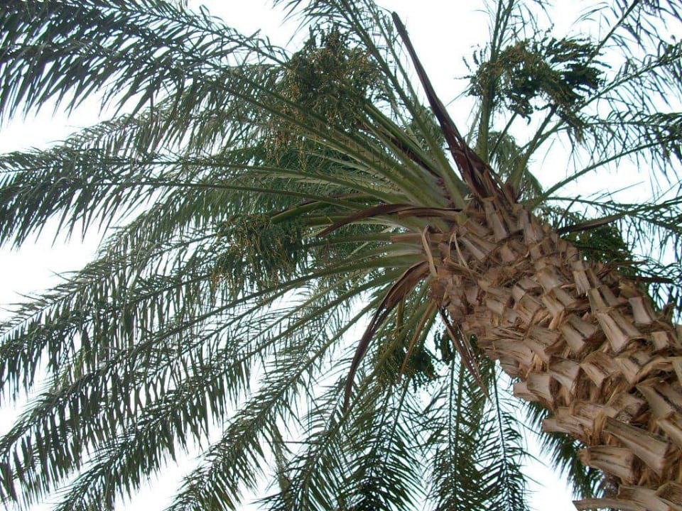 Palme mal anders Lotus Bay Beach Resort