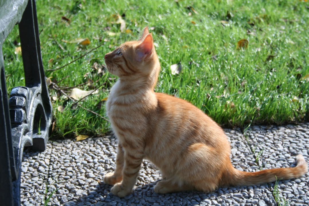 Gepflegte Katzen in der Anlage Voyage Belek Golf & Spa