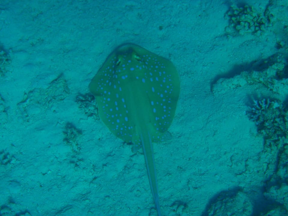 Под водой. Stella Garden Resort & Spa, Makadi Bay