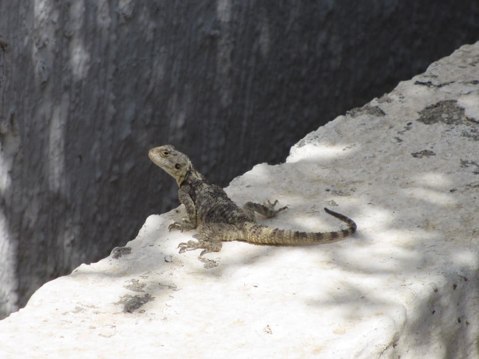 Ein Tierischer Gast Dimitra Beach Hotel & Suites