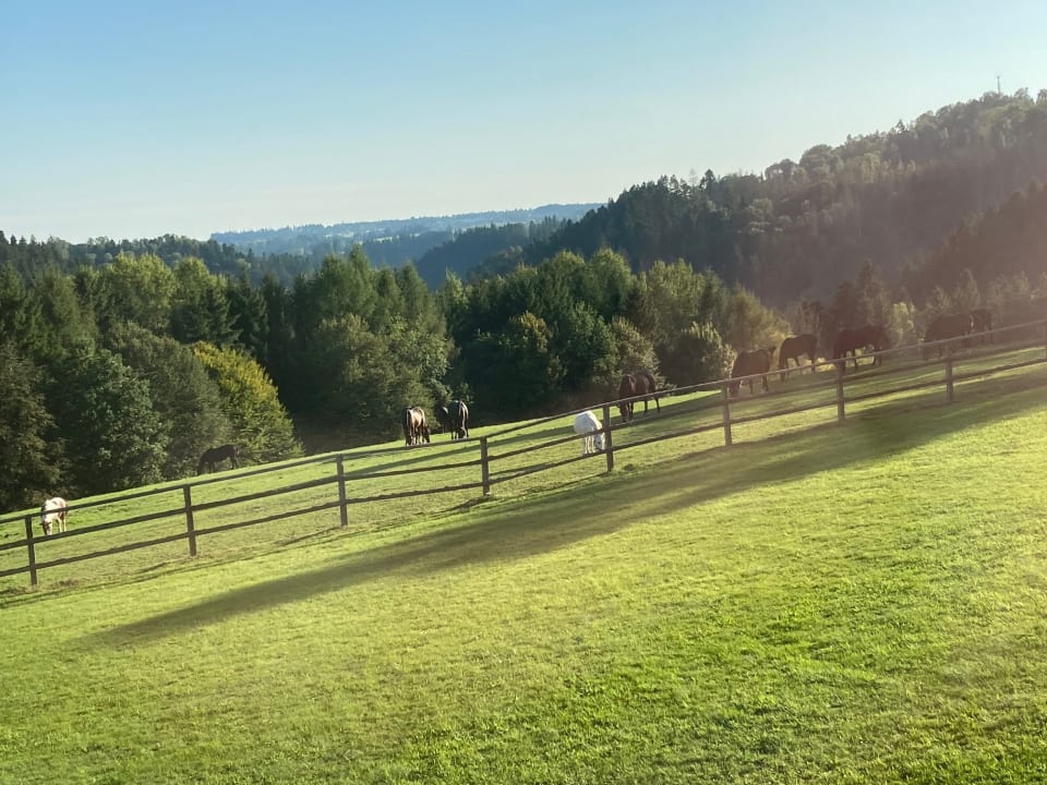 Ausblick Hotel Gut Feuerschwendt