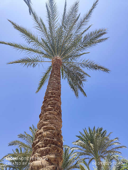 Gartenanlage Jaz Makadi Oasis Resort