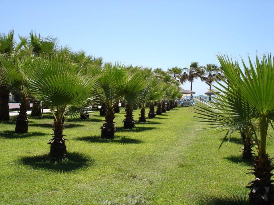 Garten - Richtung Strand Miramare Queen Hotel