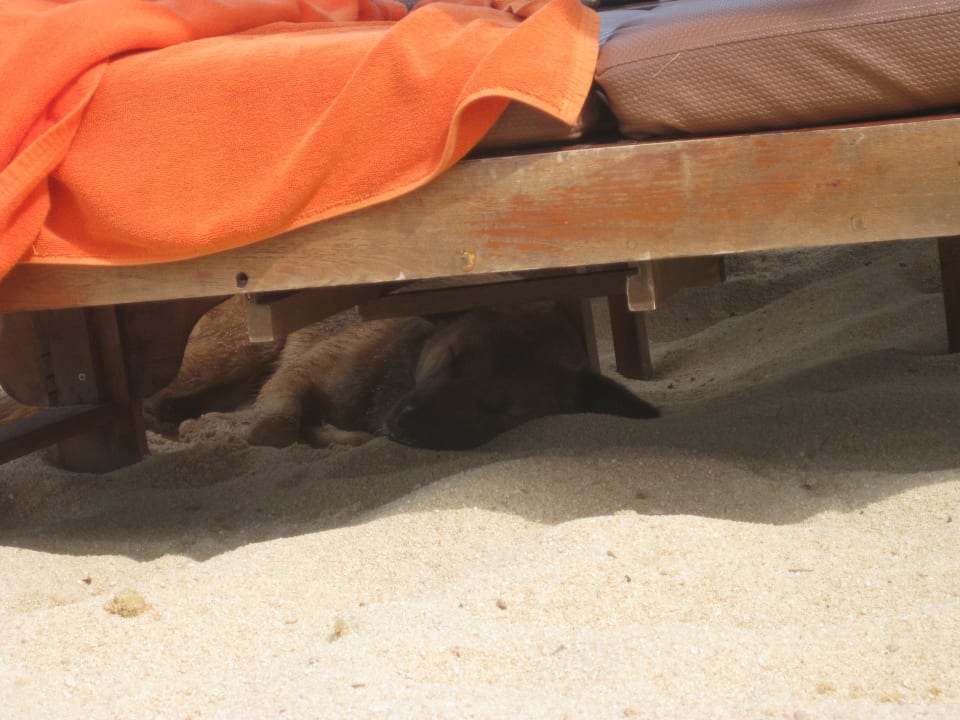 Straßenhund unter Strandliege Bandara Resort & Spa Samui