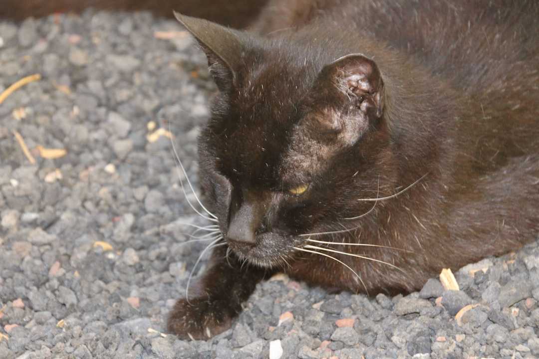 Hôtel H10 Las Palmeras 2015 H10 Las Palmeras