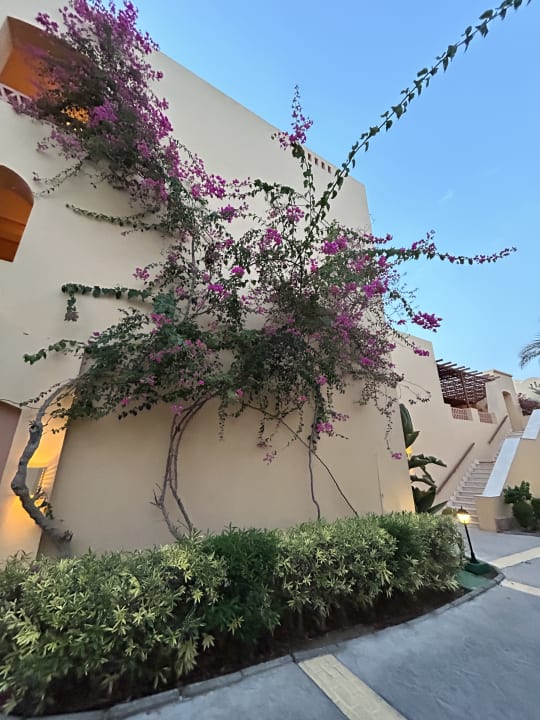 Gartenanlage Steigenberger Coraya Beach - Adults only