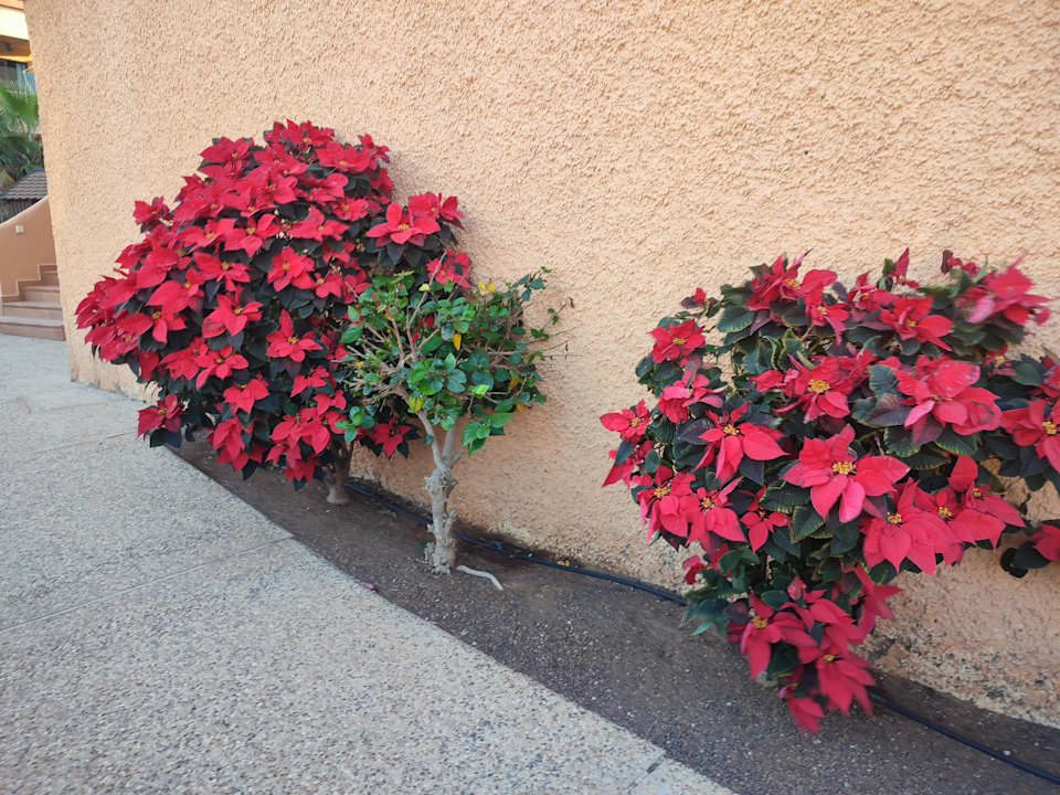 Gartenanlage Bakour Fuerteventura La Pared