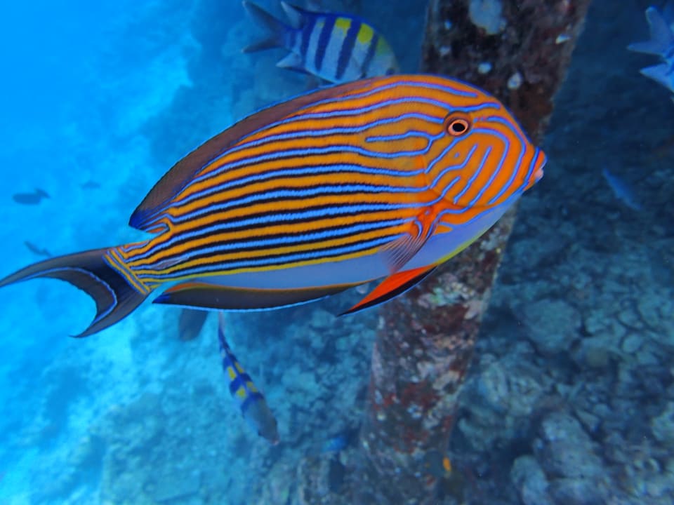 Sport & Freizeit Adaaran Select Meedhupparu Island Resort - Premium All Inclusive