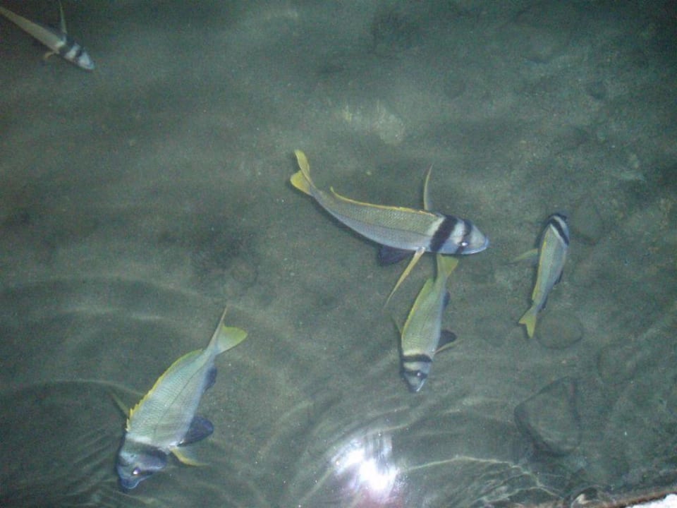 Fische in der Hotellagune Pickalbatros Dana Beach Resort - Hurghada