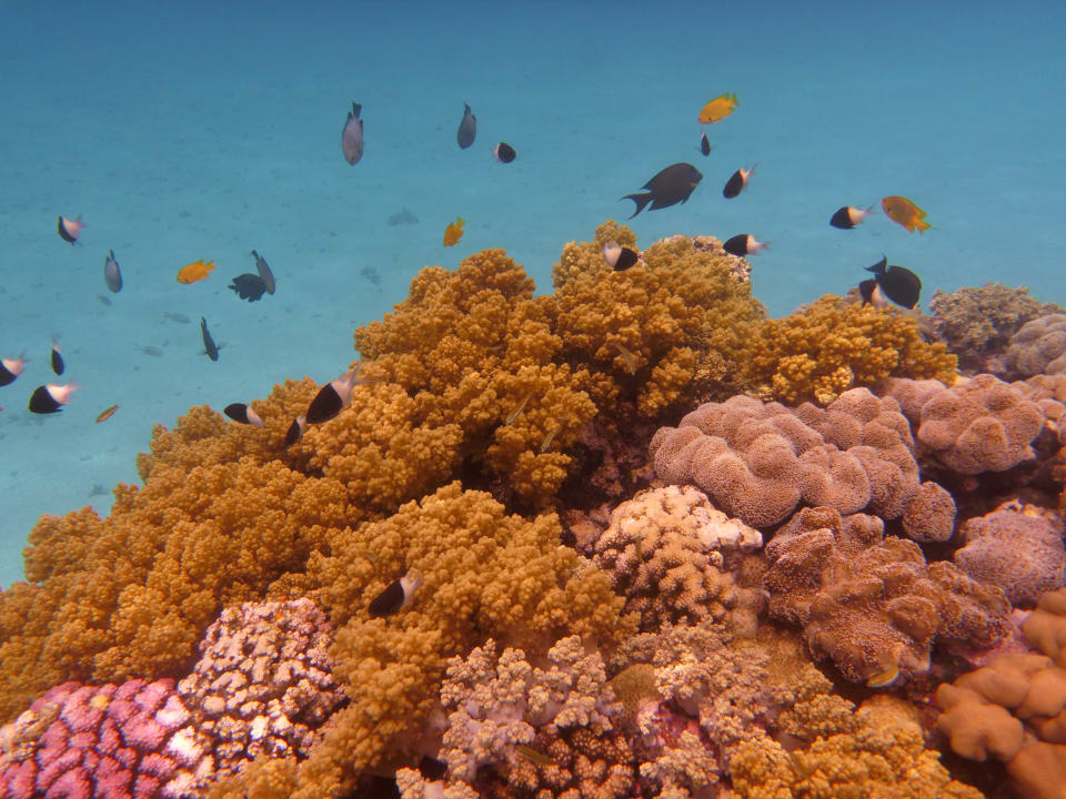 Strand Pickalbatros Citadel Resort