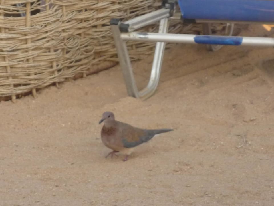 Taube am Strand Jaz Makadi Oasis Resort