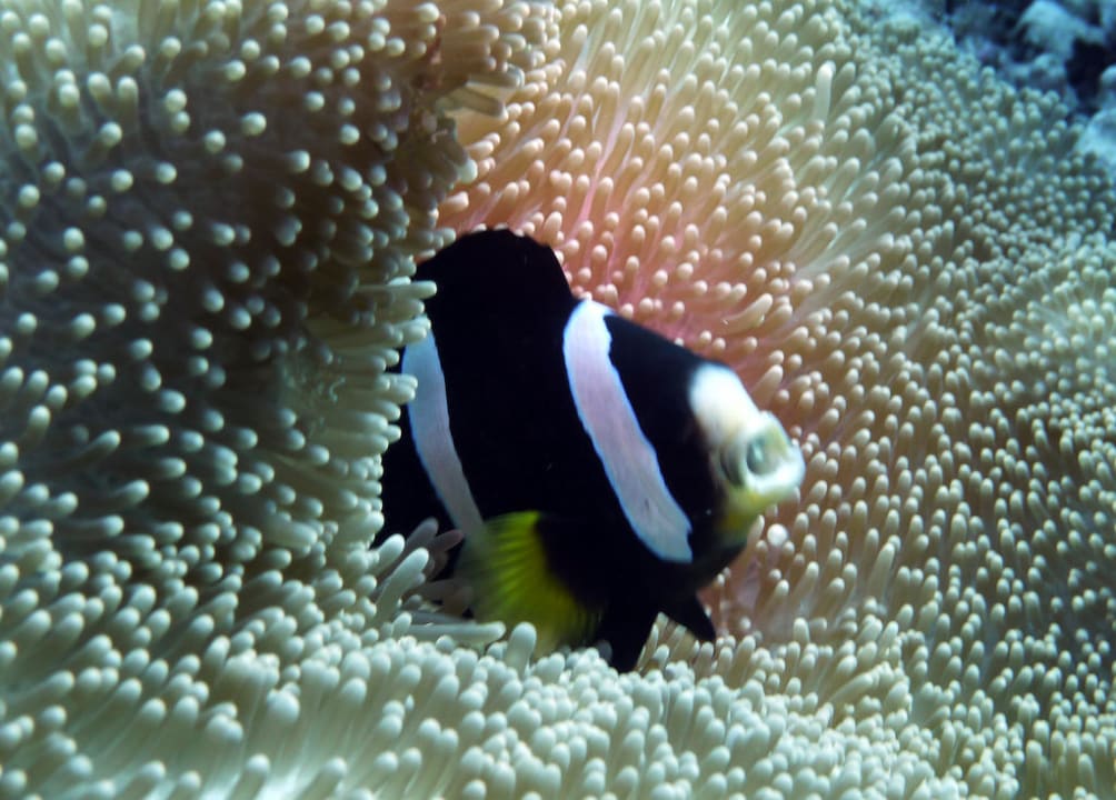 Bootstauchgang / Anemonenfisch Kuredu Island Resort & Spa