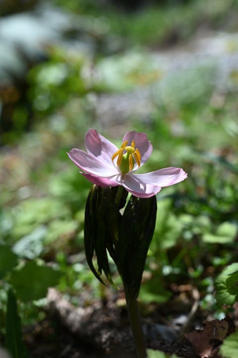 Gartenanlage Hotel Snow & Mountain Resort Schatzalp
