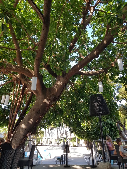 Gartenanlage Hotel Riu Festival