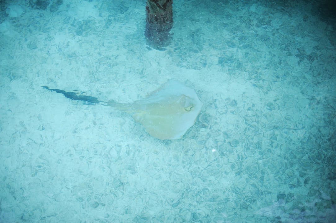 Rochen Veligandu Maldives Resort Island