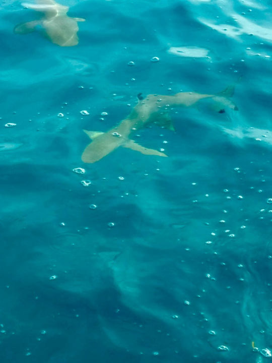 Sport & Freizeit Cinnamon Hakuraa Huraa Maldives