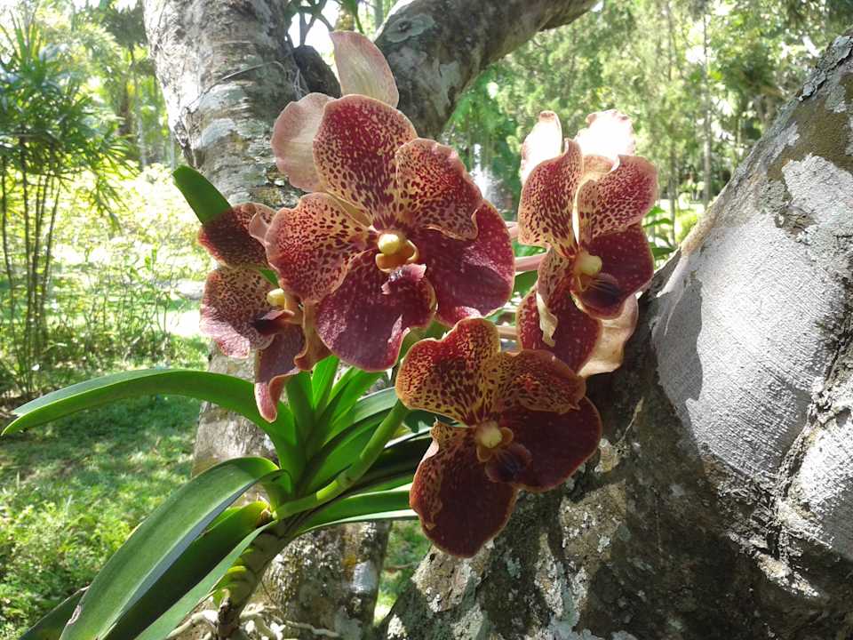 Gartenanlage Huan Chiang Dao Resort
