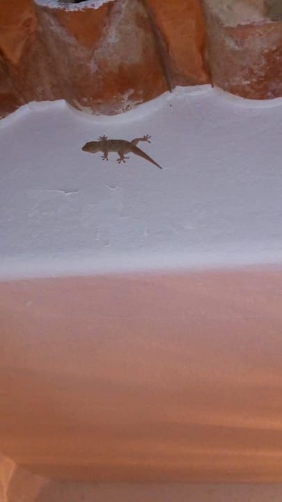Gecko an der Bungalowwand Hotel Ancora Park