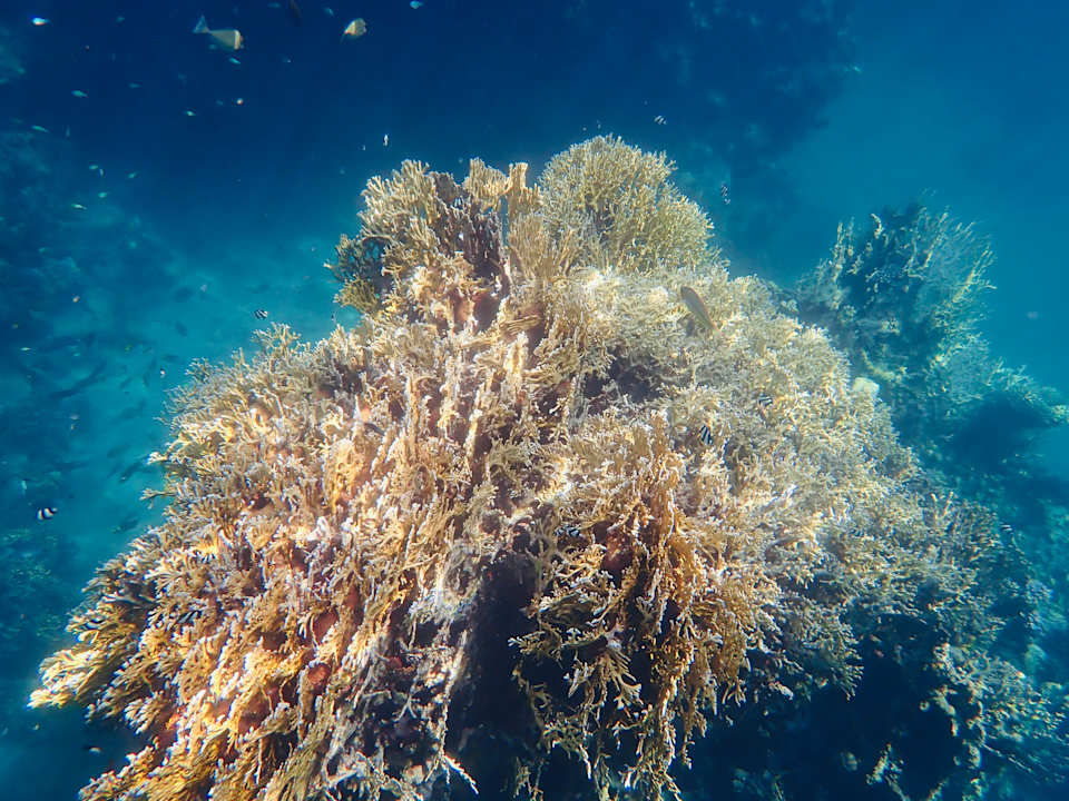 Strand Utopia Beach Club