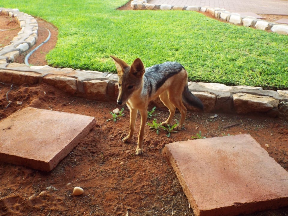 Zamer Schabrackenschakal am Restaurant Kalahari Anib Lodge