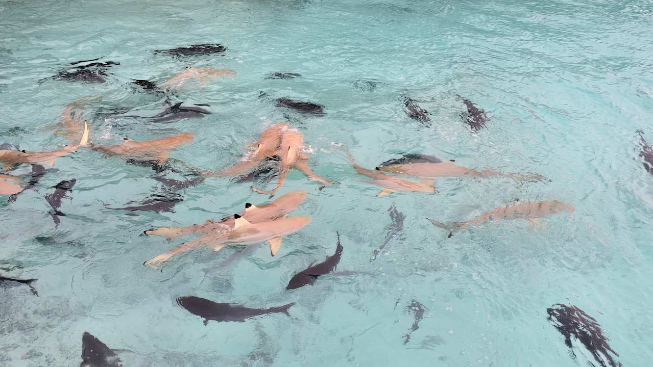 Sonstiges Cocoon Maldives