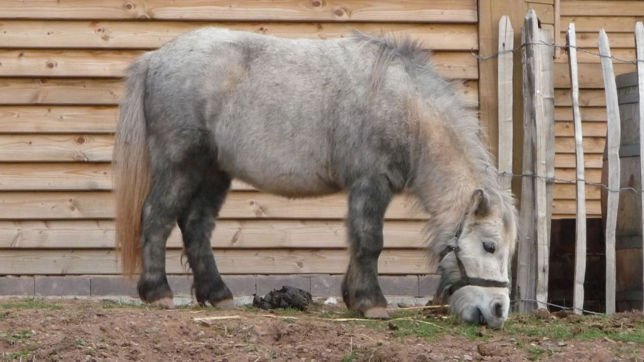 Bauernhof - Pony Center Parcs Park Bostalsee