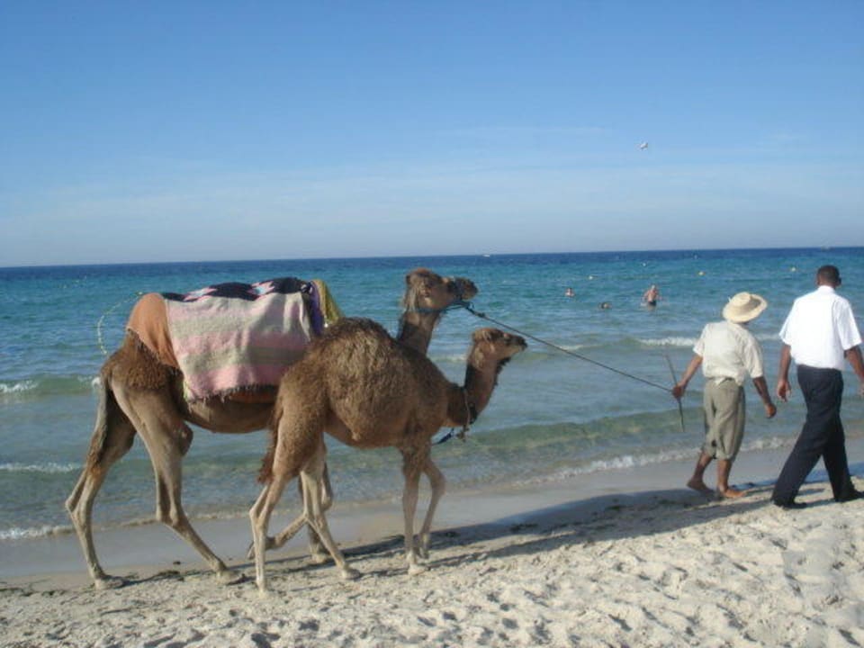 Kamelreiten Sahara Beach Aquapark & Resort