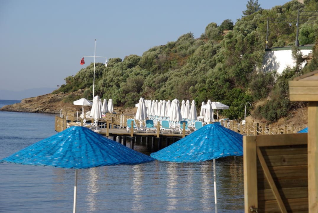 Am Morgen Paloma Pasha